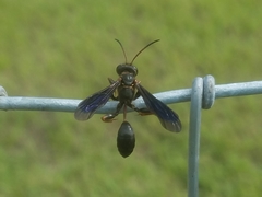 Isodontia exornata