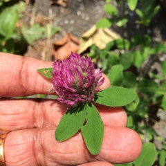 Trifolium pratense
