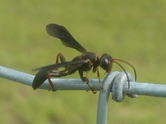 Isodontia exornata