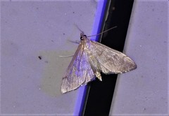 Anania mysippusalis