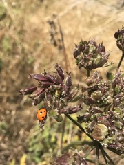 Coccinella septempunctata