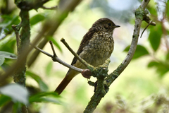 Phoenicurus phoenicurus