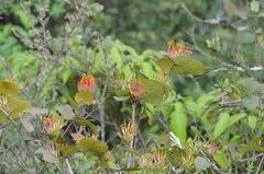 Dendrophthoe falcata