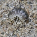 Calloused Beach Pillbugs - Photo (c) James Bailey, some rights reserved (CC BY-NC), uploaded by James Bailey