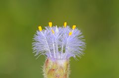 Cyanotis speciosa
