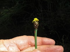 Xyris laxifolia iridifolia