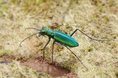 Cicindela whithillii