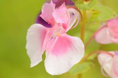 Balsaminaceae