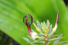 Ceropegia jainii