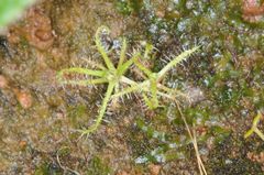 Drosera indica