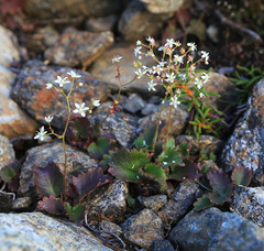 Micranthes oblongifolia