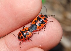 Eurydema spectabilis