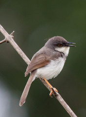 Grey-Breasted Prinia photo 3
