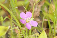 Drosera indica