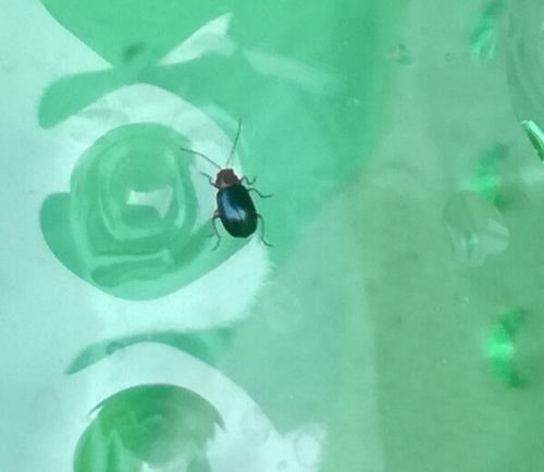 Leptomona erythrocephala