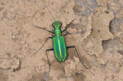 Cicindela whithillii