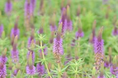 Pogostemon deccanensis