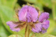 Flemingia nilgheriensis