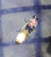Photinus sabulosus