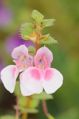 Balsaminaceae
