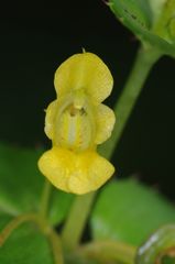 Impatiens dalzellii