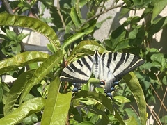 Iphiclides feisthamelii