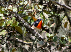 Calliope pectardens