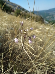Allium paniculatum