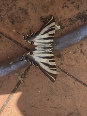 Iphiclides feisthamelii