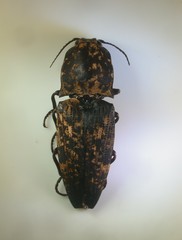 Cryptalaus sordidus