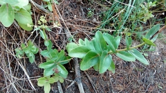 Hylotelephium maximum