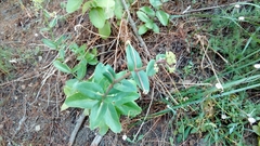 Hylotelephium maximum