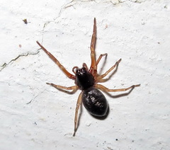Paratrachelas maculatus