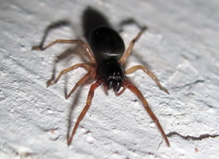 Paratrachelas maculatus