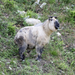 Sichuan Takin - Photo (c) Jonathan M, some rights reserved (CC BY-NC), uploaded by Jonathan M