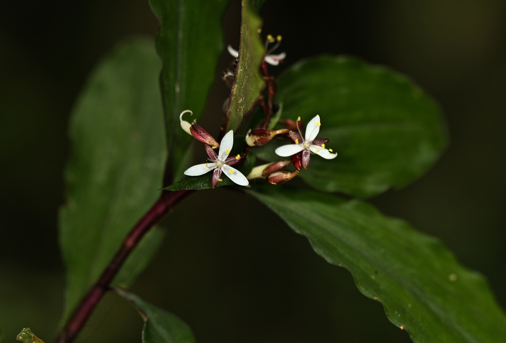 Stanfieldiella imperforata