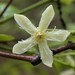 Jaundice Curative Tree - Photo (c) Amol Patwardhan, some rights reserved (CC BY-NC), uploaded by Amol Patwardhan