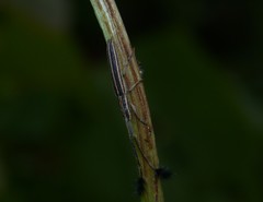 Eucomatocera vittata