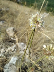 Allium marschalianum