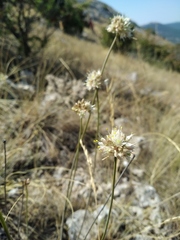 Allium marschalianum