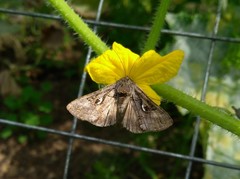 Autographa gamma