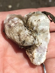 Crassostrea