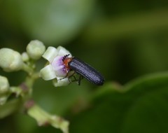 Omethidae