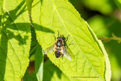 Helophilus lapponicus