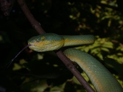 Craspedocephalus gramineus