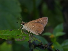 Arnetta vindhiana