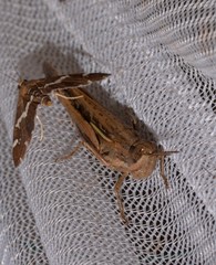 Aiolopus thalassinus dubius