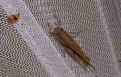 Aiolopus thalassinus dubius