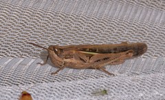 Aiolopus thalassinus dubius