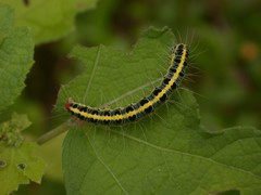 Xanthodes transversa